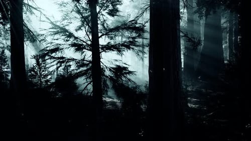 Tronco de árbol negro en un bosque de pinos oscuros