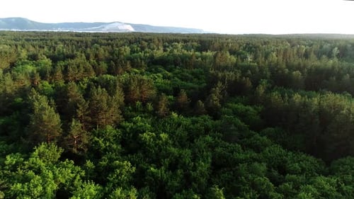 Blick von oben auf den Wald. Mountains River im Hintergrund