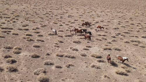 Wild Horses Grazing in a Desert Landscape
