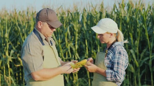 Two Farmers Are Studying the Ear of Corn on the Field. Training and Agribusiness