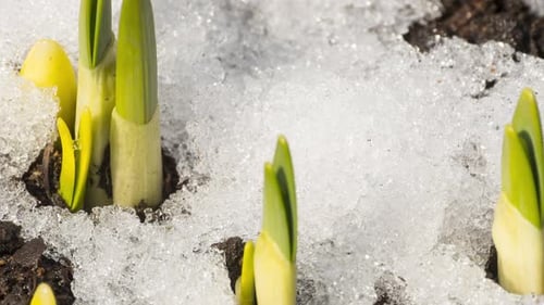 Melting Snow in Spring