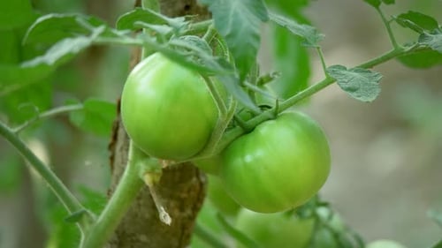 Tomato Garden