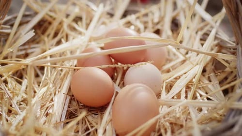 Basket of Fresh Hen Free Range Eggs Collected in the Countryside in the Field