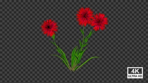 Animated Red Flower Blooming Growth with Transparent Background
