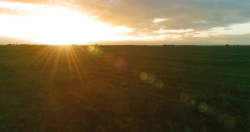 Flight Above Rural Summer Landscape with Endless Yellow Field at Sunny Summer Evening