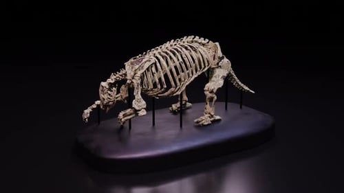 Bone Museum - Eremotherium Bone