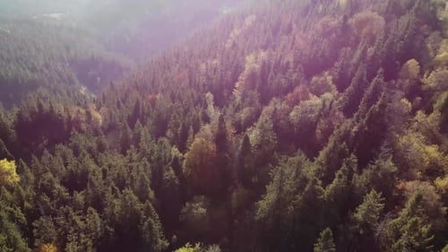 Bird's eye view of beautiful green forest and yellow spruce forest.