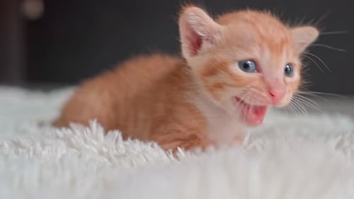 Tiny Orange Tabby Kitten Resting on Fluffy Blanket