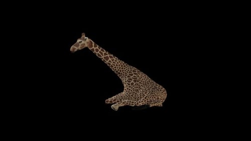Giraffen-Sitz