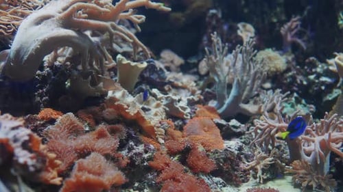 royal surgeon , general plan shot of the diversity of aquatic fauna