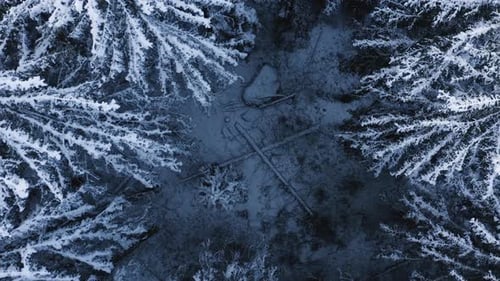 Antenne, Schraubenzieher, Drohnenschuss, niedrig, über schneebedeckten Bäumen, verschneiter Wald, an einem bewölkten Wintertag