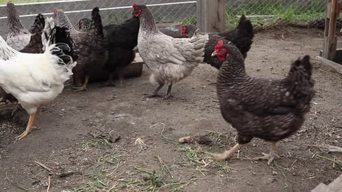 Happy Days on a Chicken Farm