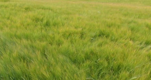 Der Wind bewegt junge Weizenähren auf dem Feld