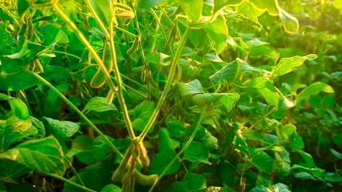 Soybeans Grow in the Field