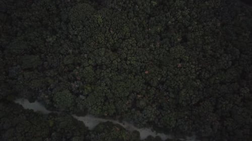 View From the Drone on the Forest at Sunset Background