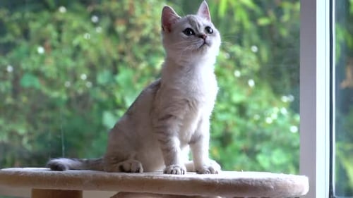 Cute Scottish Kitten Sitting And Licking Lip On Cat Tower