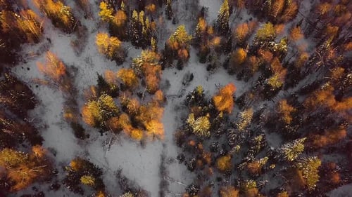 Yellow Winter Forest with Snow. Colorful Leaf-Bearing Deciduous Trees in Freezing Weather. Aerial