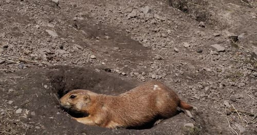 Black-Tailed Prairie Dog, cynomys ludovicianus, standing at Den Entrance , Real Time 4K