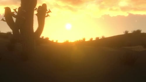 Desert Sunset