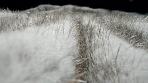 Macro Shot of Soft White and Gray Fur