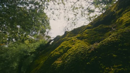 Green moss on rocky hill