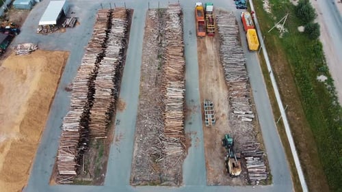 Piles of freshly cut trees are stored outdoors. Wood warehouse for industry.
