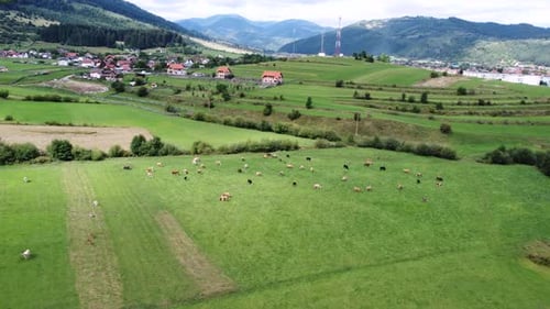 Aerial View of the Herd of Cows in a Green Meadow Near the Village and Mountain