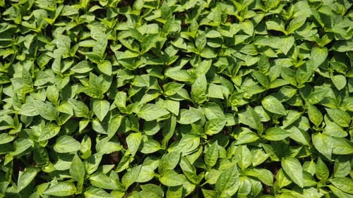 Top View Growing Seedlings in a Greenhouse