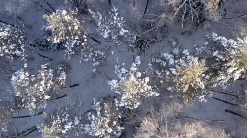 Aerial View of Snow Covered Forest in Winter