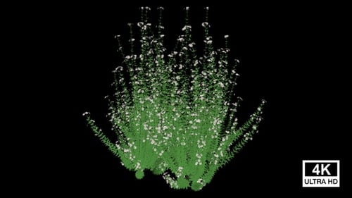 Growing Animated Green Bush with White Flowers