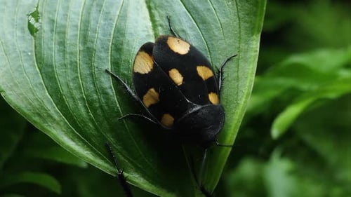 Domino Roach and Orange Spotted Domino on crawling on a leaf