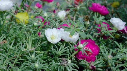 Close Up of One Honey Bee Flying Around Honeysuckle Flowers
