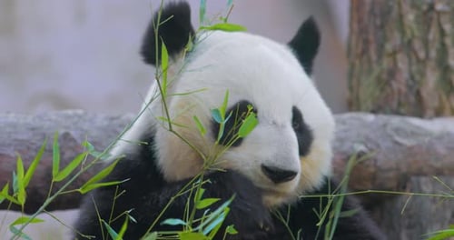 Giant Panda Ailuropoda Melanoleuca Also Known As the Panda Bear or Simply the Panda
