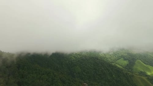 Misty Mountain Forest 08