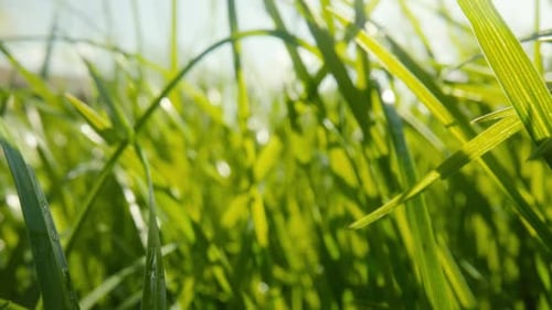 Grünes Gras schwankt im Wind am sonnigen Frühlingstag gegen einen blauen Himmel