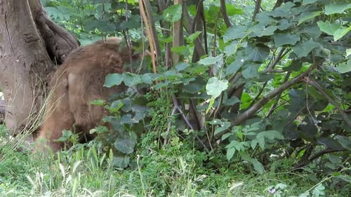Real Wild Bear In Natural Habitat Among The Trees In The Forest