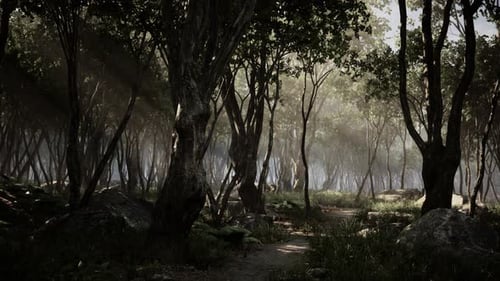 Creepy Mystic Magic Deep Forest