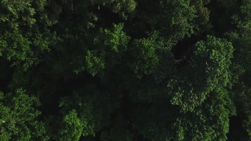 Aerial View of a Beautiful Green Forest