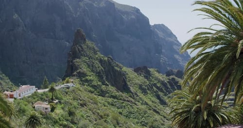 Tropical Palm Tree Leaves Moving in the Wind in Masca Gorge Tenerife Canary Islands Spain
