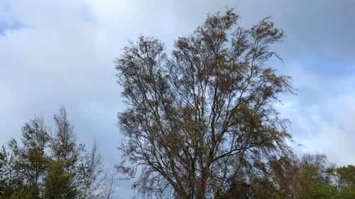 Trees Swaying in the Wind on an Overcast Day