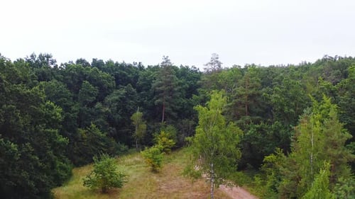 Green woods in summer. Small lawn and a path inside the forest. Natural scenery of trees.