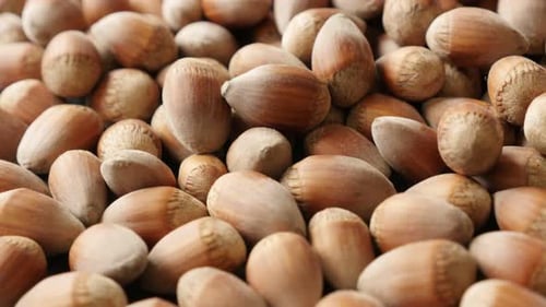 Slow tilt on heap of Corylus avellana 4K 2160p 30fps UHD footage - Ripe hazelnuts on the table close