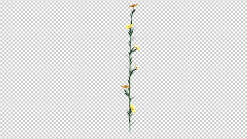 Animated Vertical Vine with Blooming Yellow Flowers