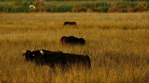 Camargue cattle ( Bos taurus) in the wet fields