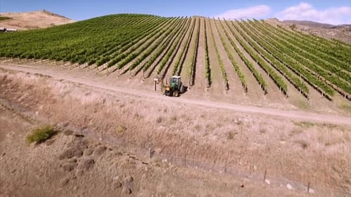 Beautiful vineyard in New Zealand