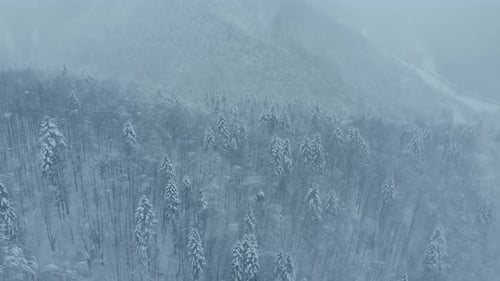 Aerial shot: spruce and pine winter forest completely covered by snow
