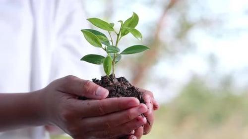 Young Asian girl hands holding small green tree to planting. Save the earth for planting forest