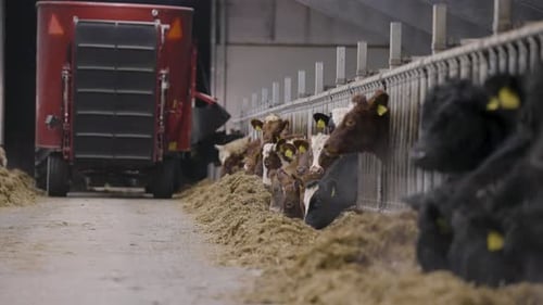 A row of cows eat straw and hay in a large feedlot on a farm