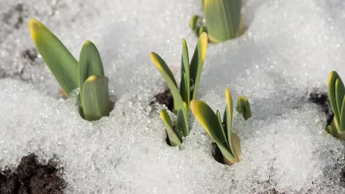 New Plant Shoots Emerging Through Melting Snow