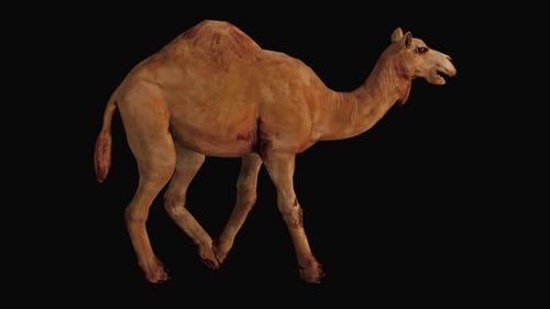 Camel African Walk